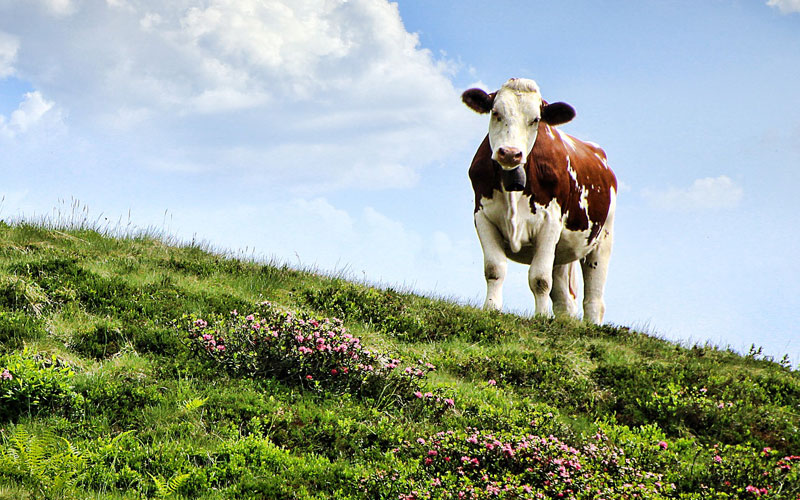 Cow and Calf Dairy, Ilkley